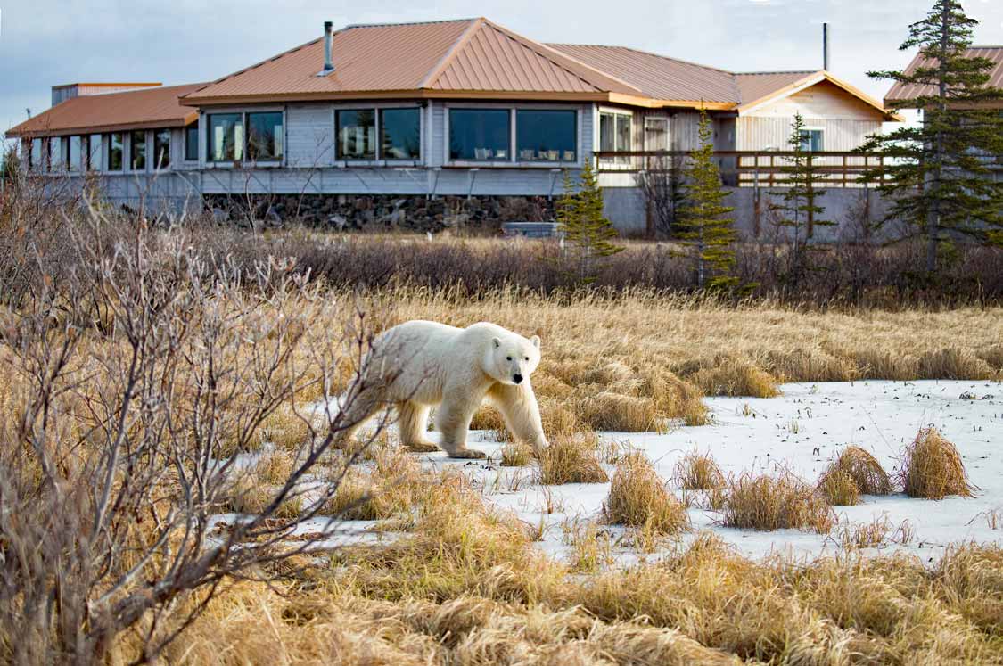 Churchill polar bears in front of John Donelson safari lodge in Manitoba