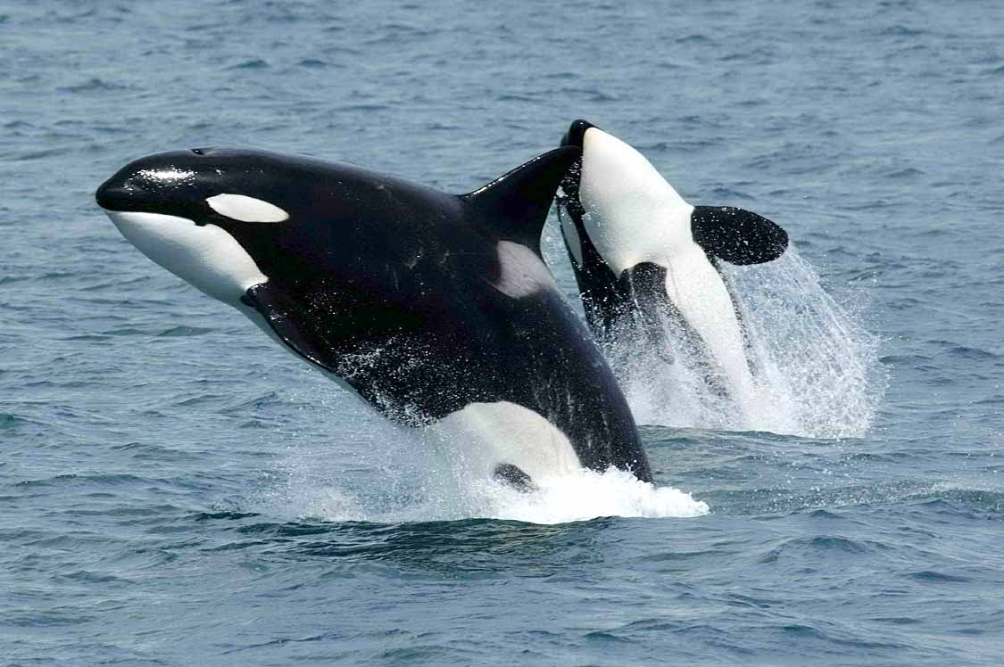 Orcas in Victoria Britsh Columbia Killer Whales