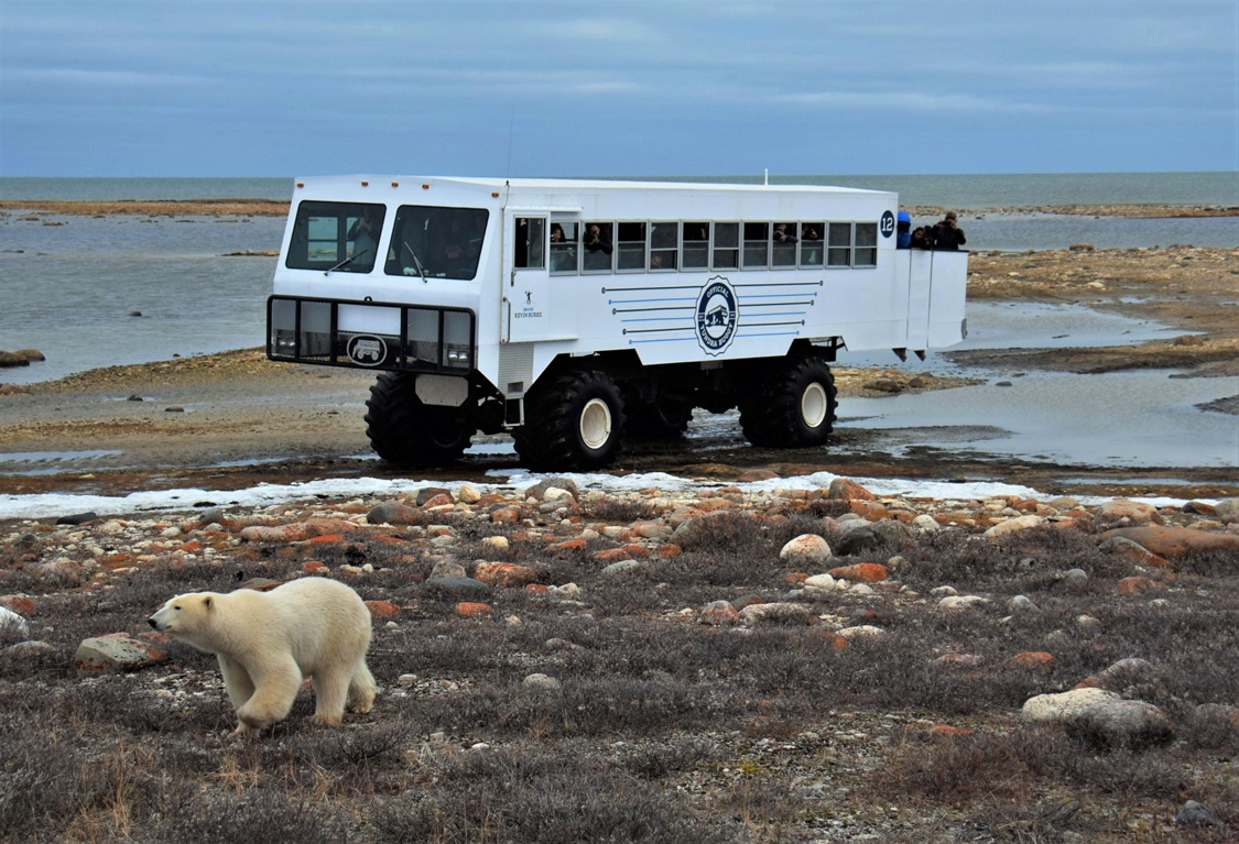 Polar bear walking near Tundra-Buggy in Churchill Manitoba