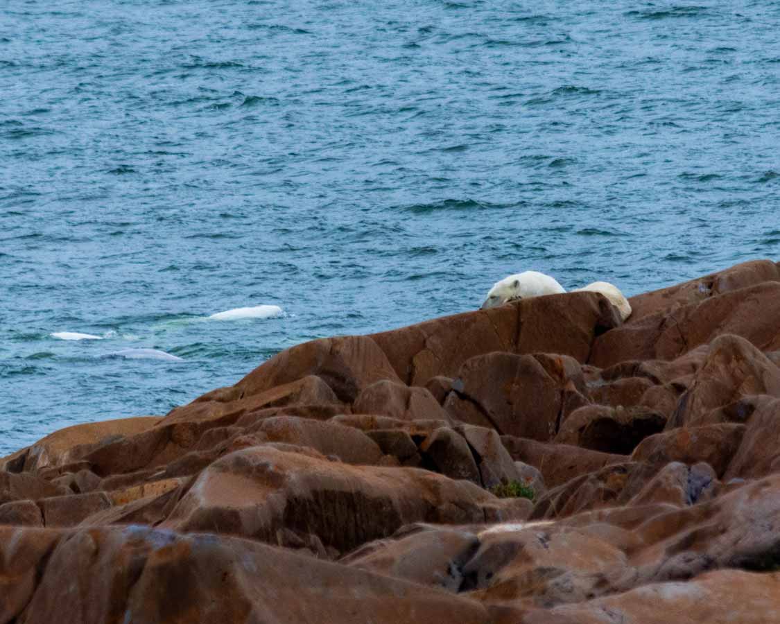 Polar bear with beluga whales-in the background in Churchill