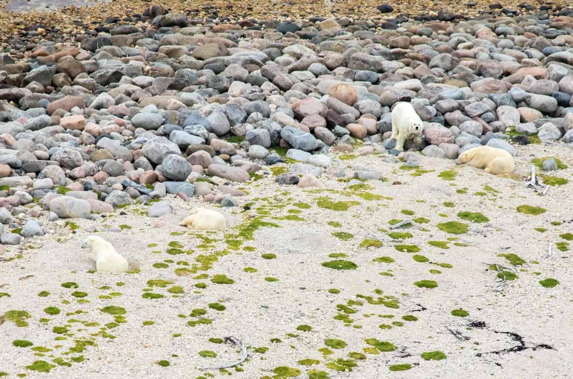 Polar bears in Churchill from a helicopter tour