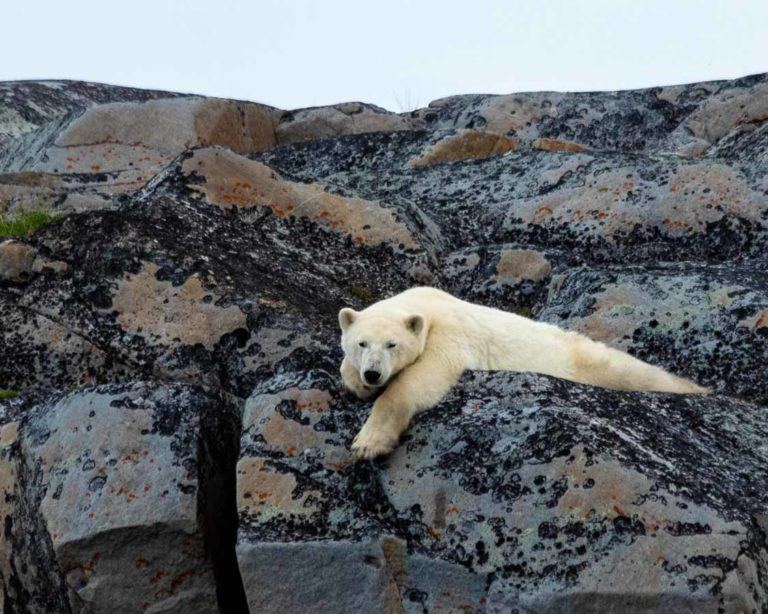A Complete Guide To Churchill Manitoba Polar Bears, Belugas, and More