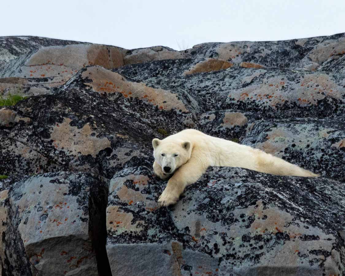 Self- guided polar bear tour in Churchill Manitoba