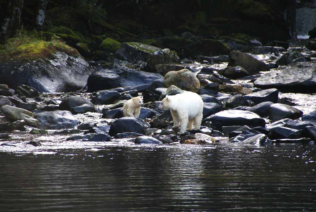 Spirit Bears in British Columbia