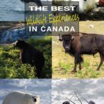 The Best Wildlife Experiences In Canada