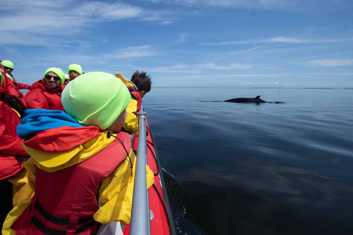 Whales on the St Lawrence River in Quebec