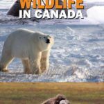 Where To See Wildlife In Canada