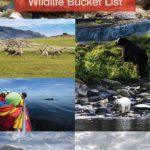 Wildlife In Canada Bucket List