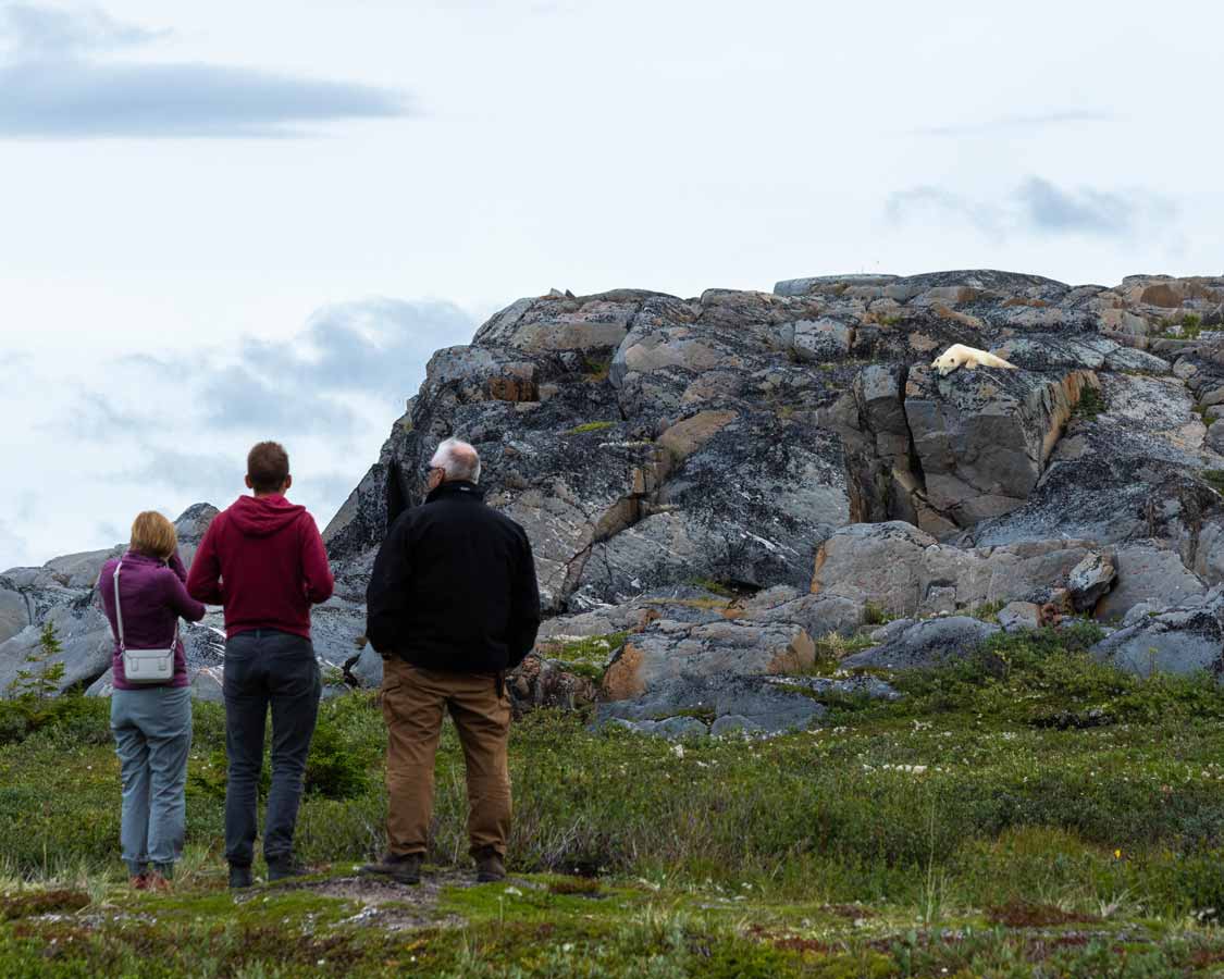tourists watching polar bears on rocks in Churchill Manitoba