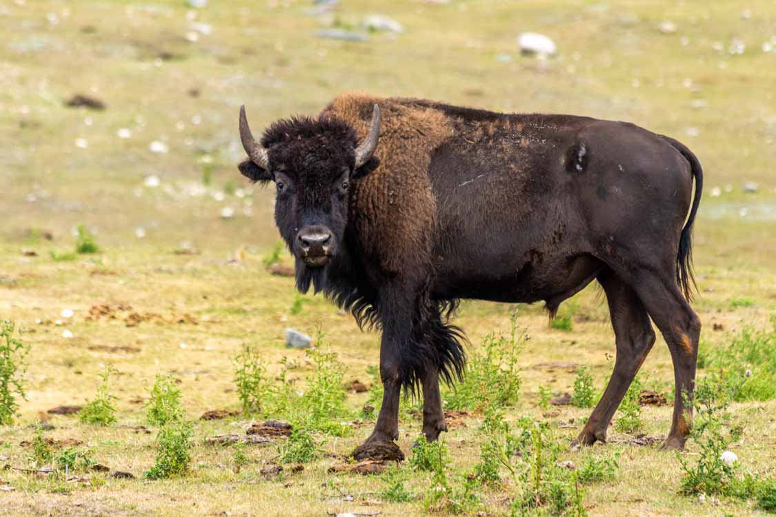 Bison in Riding Mountain Manitoba