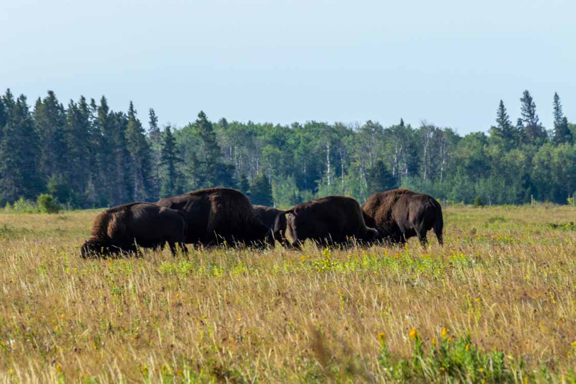 Lake Audry Bison in Riding Mountain Manitoba