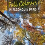 Fall colours in Algonquin Provincial Park