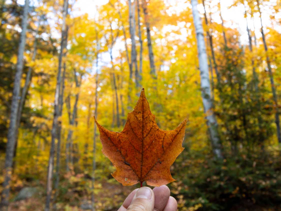 Maple leaf against the autumn colours in Algonquin Park