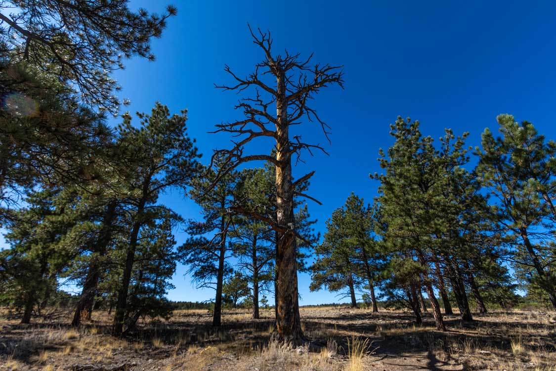 Colorado Redwoods in Florissant Fossil Beds National Monument