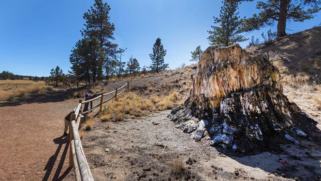 Explore a 34 Million-Year-Old Forest at Florissant Fossil Beds National  Monument - Adventure Family Travel - Wandering Wagars