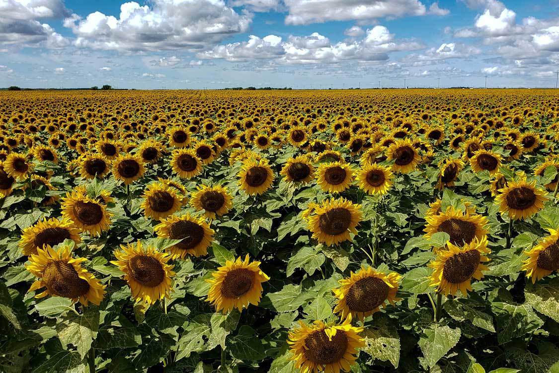 Sunflower Field in Manitoba