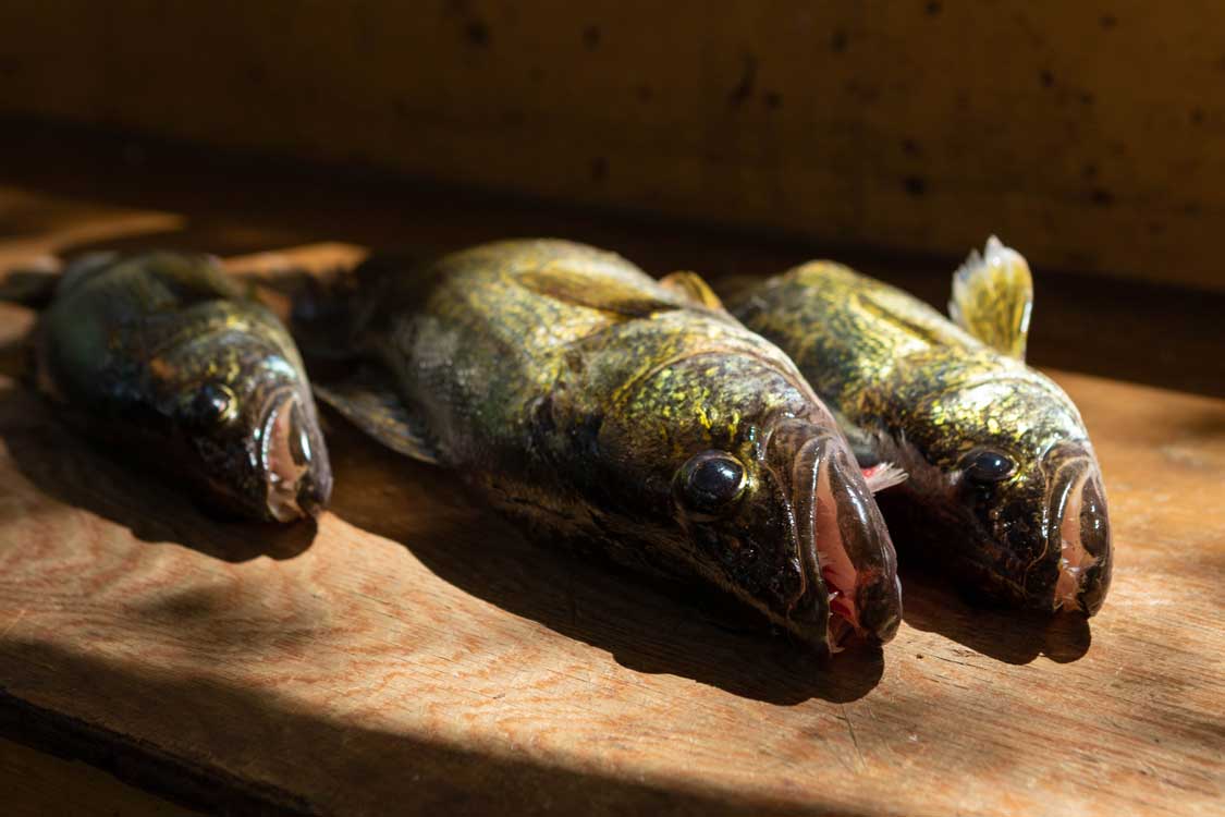 Walleye Fishing in Kenora Ontario