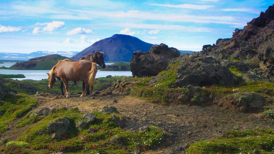Iceland in summer Myvatn horses