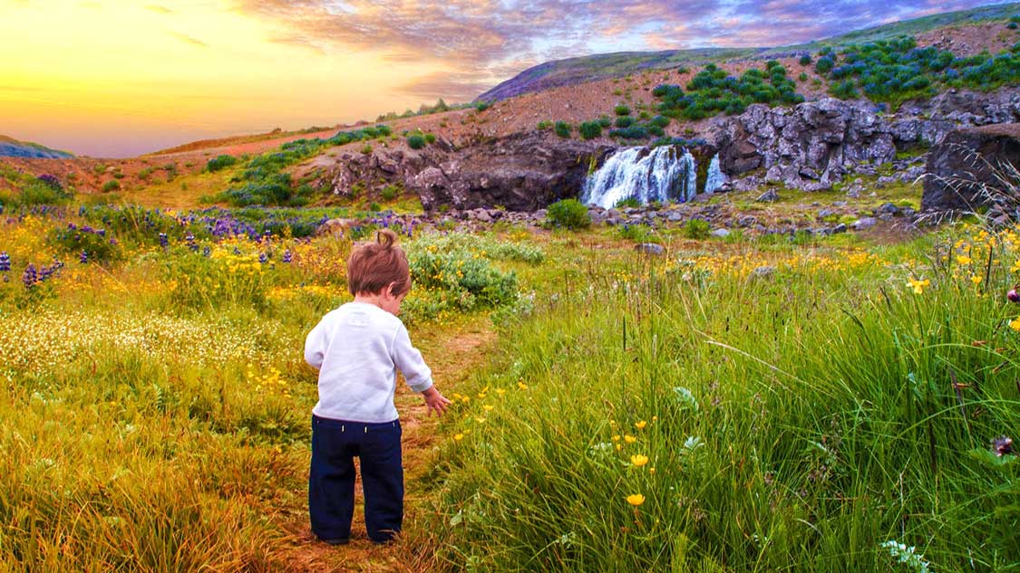 Young boy walking through a field of flowers near a waterfall in Iceland