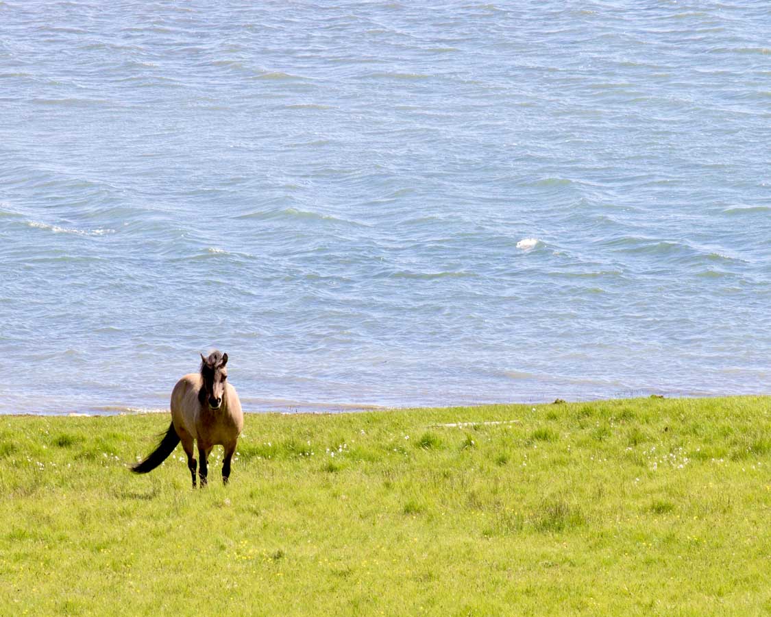 Icelandic horses in the summer