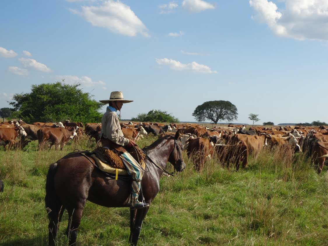 An Argentinean Gaucho watching over cows near Buenos Aires for families