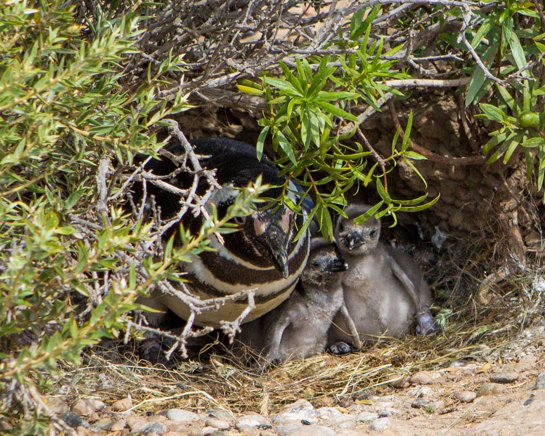 Penguin chicks inside a nest in Punta Tombo