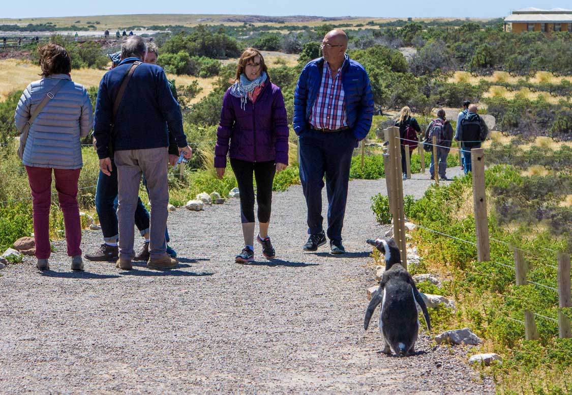 Penguin walking with people at the Punta Tombo National Wildlife Reserve