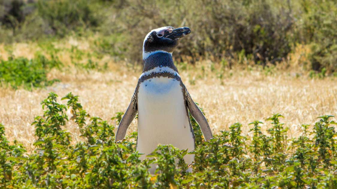 Magellenic Penguin in Punta Tombo, Argentina
