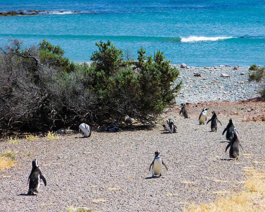 The Penguin Superhighway in Punta Tombo, Argentina