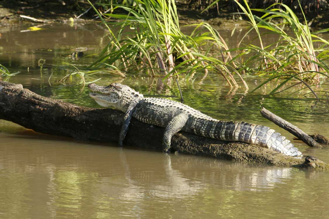 Alligator in Myakka River State Park in Florida with kids