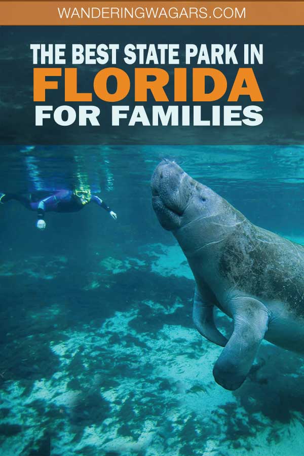 Man snorkeling with Manatees at a Florida State Park