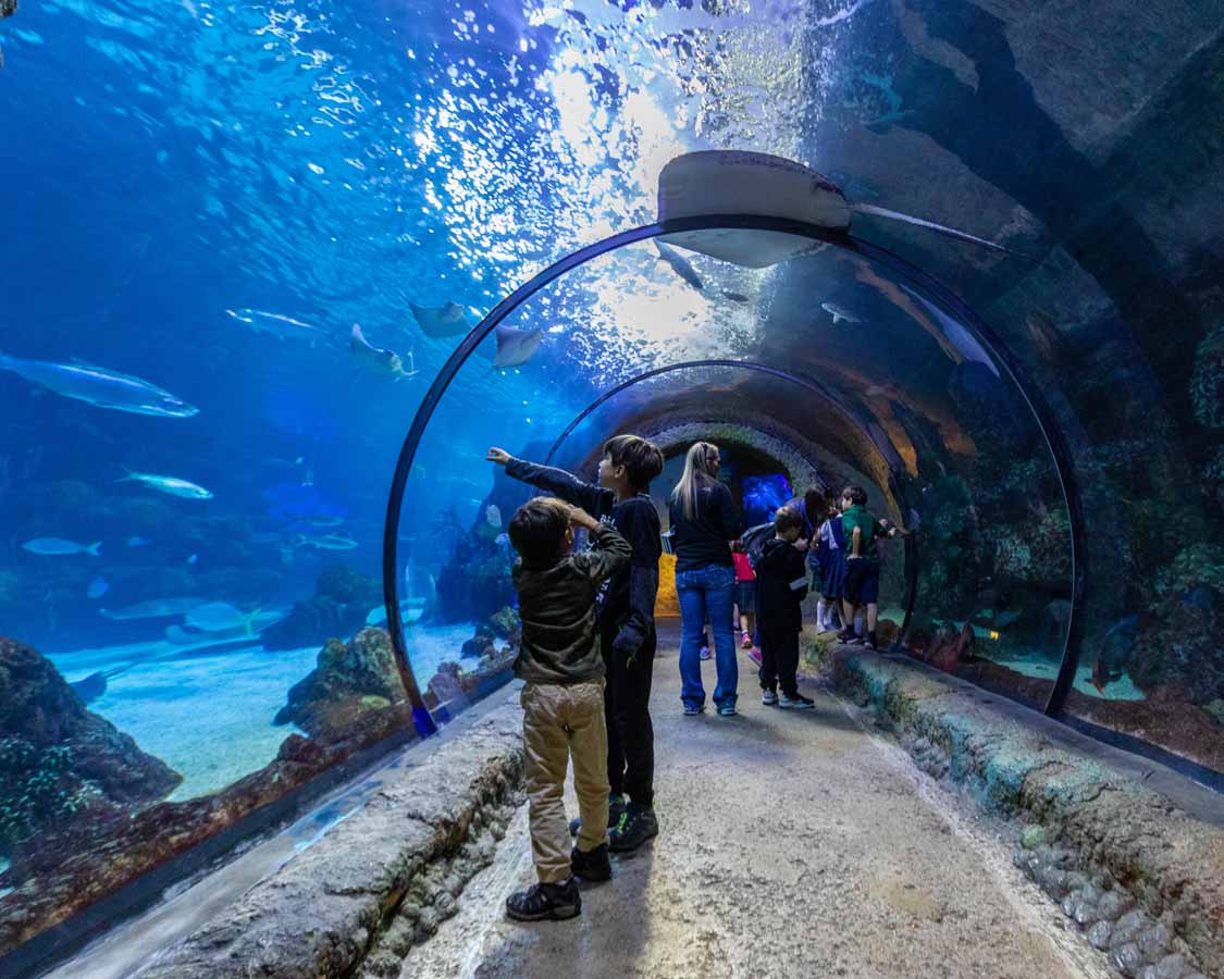 Children in a glass tunnel at the Denver Aquarium