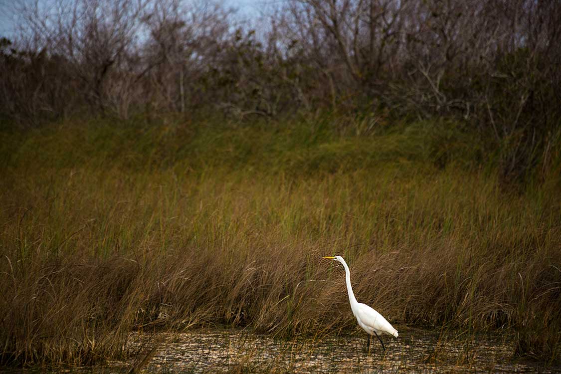 Egret at Myakka River State Park in Florida