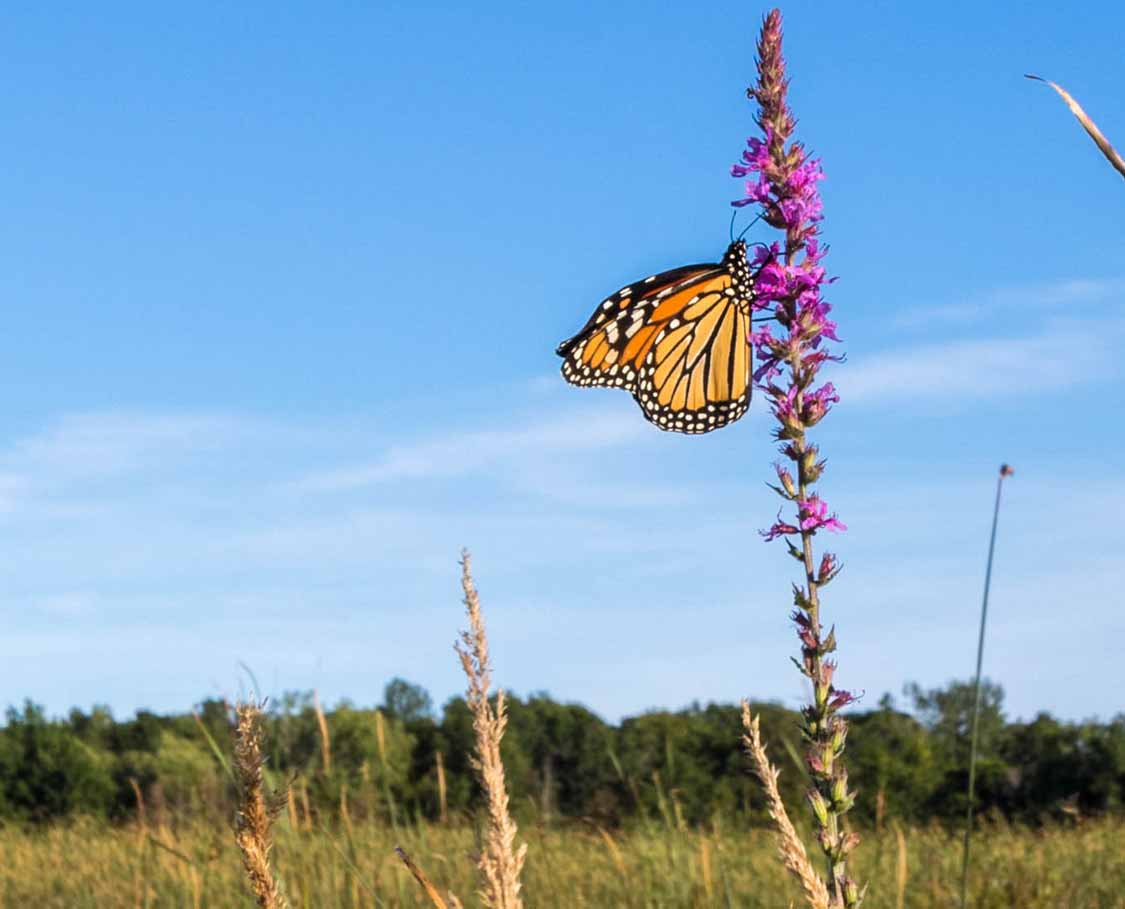 Monarch butterfly at Presqu'ile Provincial Park