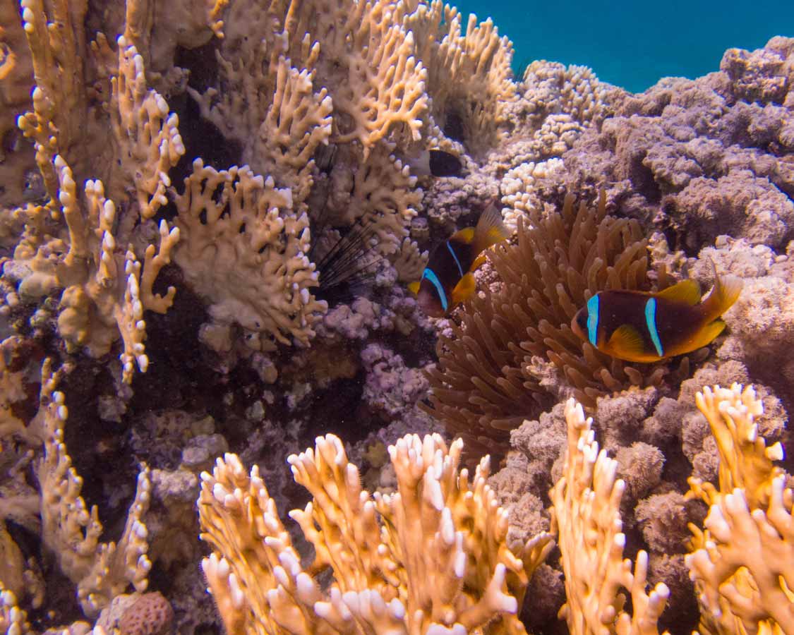 Clownfish in the Red Sea in Aqaba Jordan