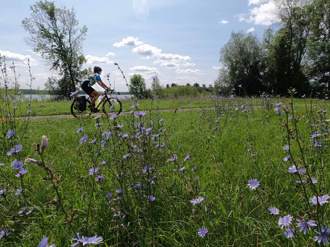 Woman cycling through a field of flowers along the St. Lawrence River in Ontario