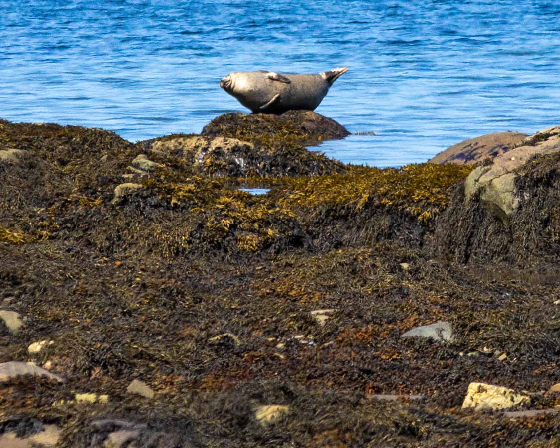 A seal relaxes on the rocks at Parc National de Bic