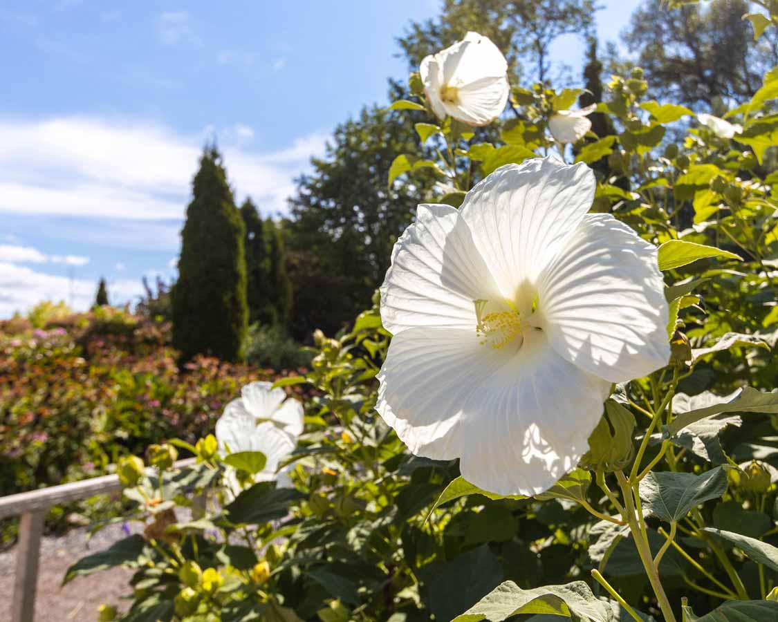 Gardens at Riverwood Conservancy Mississauga