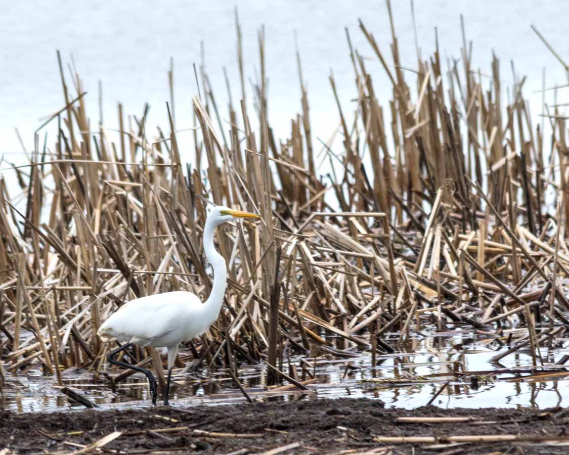 Birding at Hillman Marsh Conservation