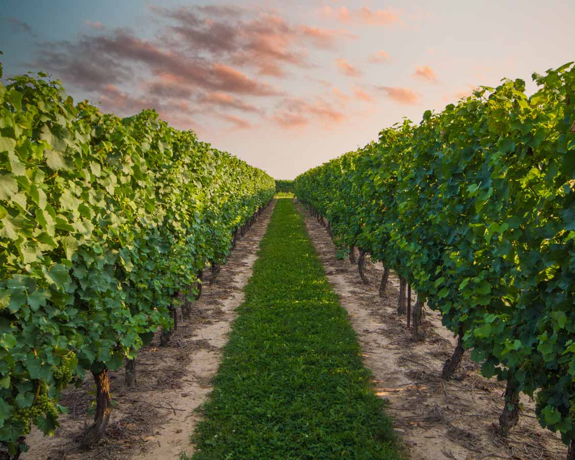 Pelee Island vineyard