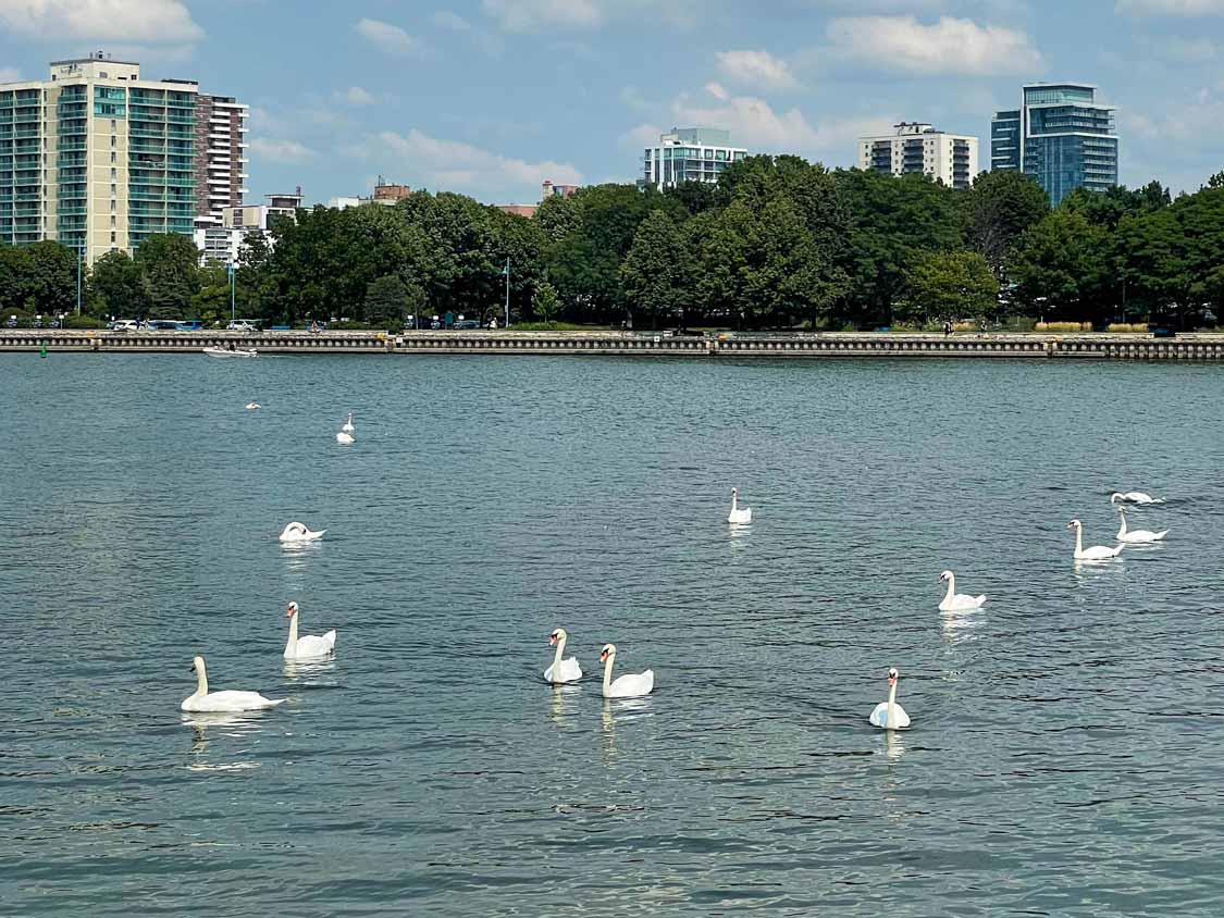 Swans on the Lakefront Promenade Mississauga