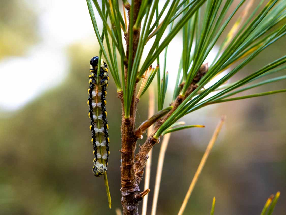 Caterpilar on a pine tree at Grundy Lake Provincial Park