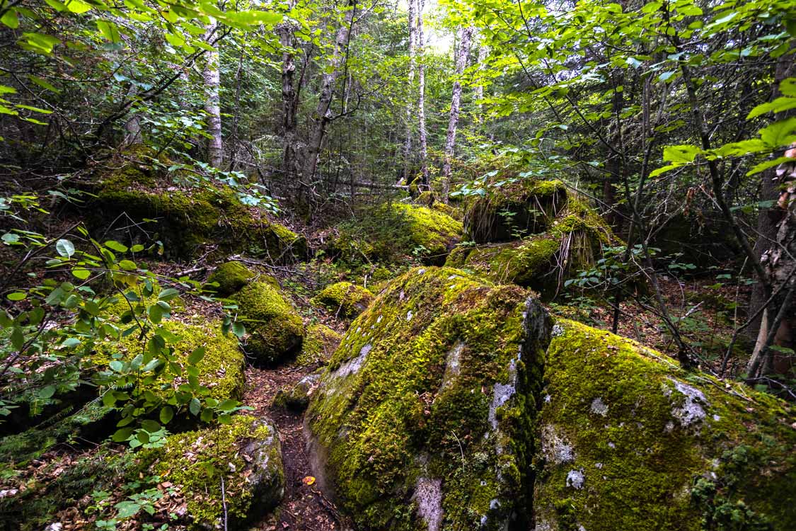 Mossy rocks on the Kopa Cove Neys hiking trail