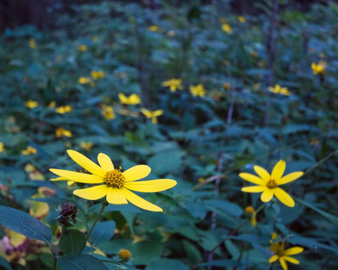 Wildflowers at Petroglyphs Provincial Park