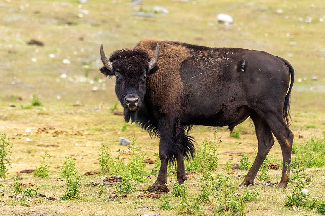 Bison in Riding Mountain National Park