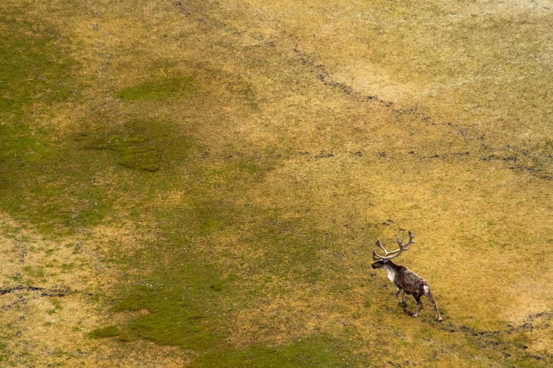 Caribou in Wapusk National Park