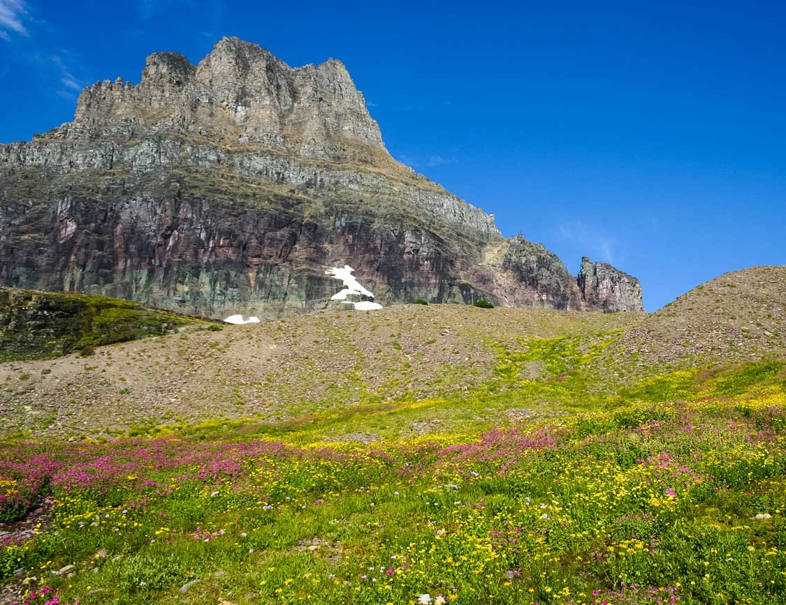 Flowers and mountains in Waterton Lake National Park