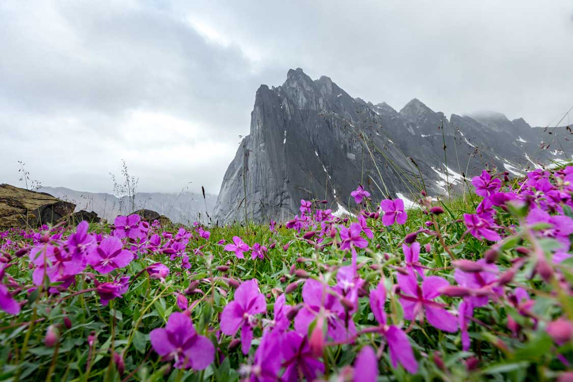 Jagged mountain surrounded by flowers in Nahaani National Park in Northwest Territories