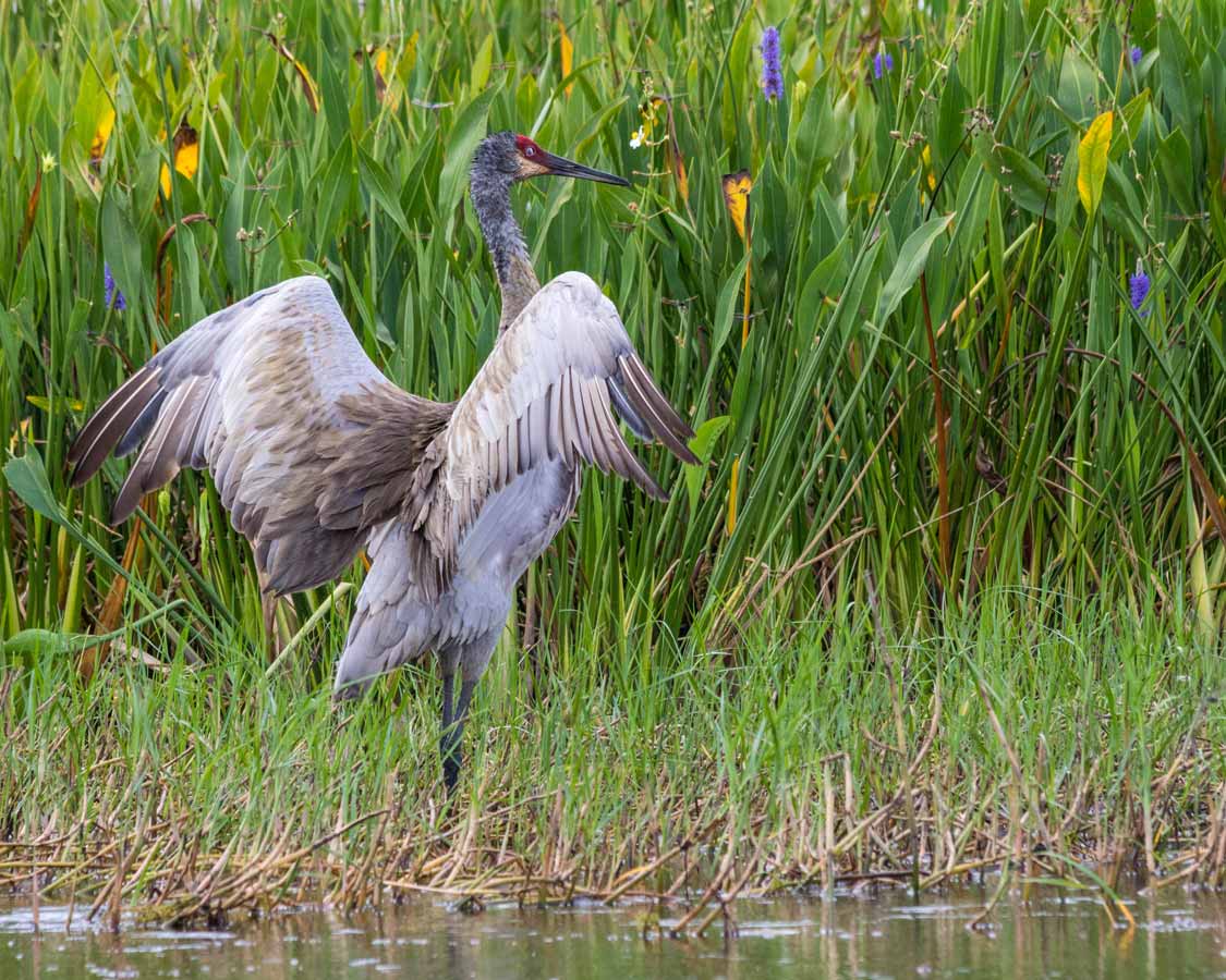 Crane on Lake Tohopekaliga on a Kissimmee Airboat Ride