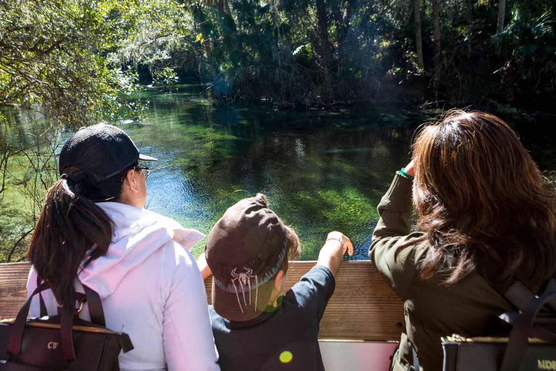 Manatees at Blue Springs State Park